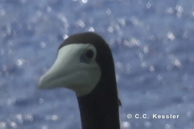 Brown Booby (Forster's) - ML201663311