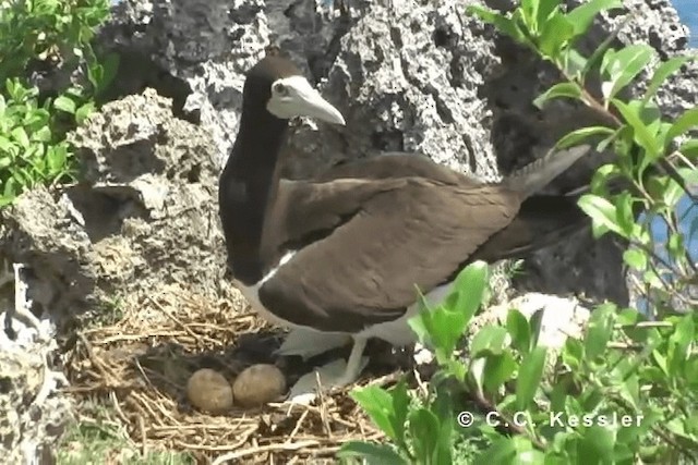 Brown Booby (Forster's) - ML201663321