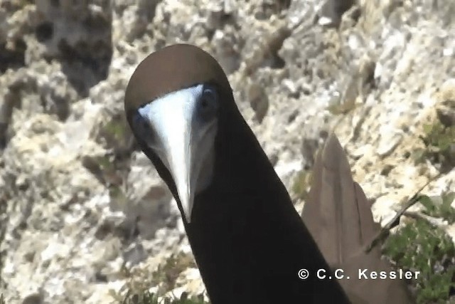 Weißbauchtölpel (plotus) - ML201663361