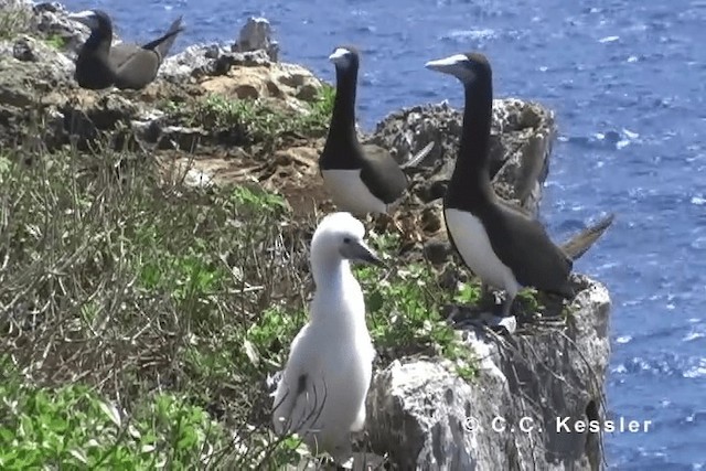 Brown Booby (Forster's) - ML201663381