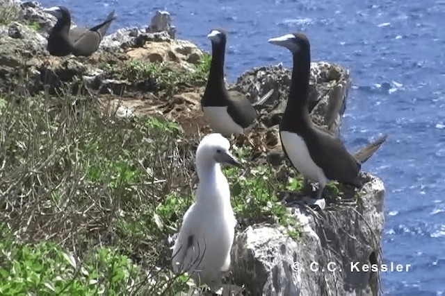 Brown Booby (Forster's) - ML201663381