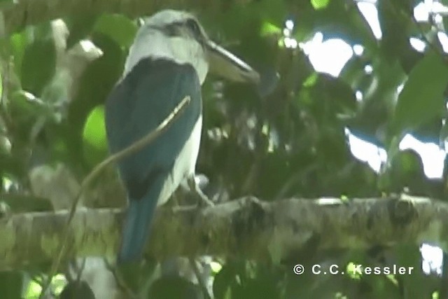 Mariana Kingfisher - ML201663401