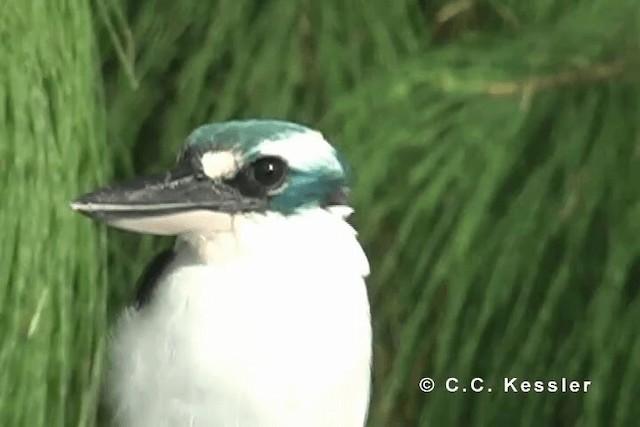 Mariana Kingfisher - ML201663411