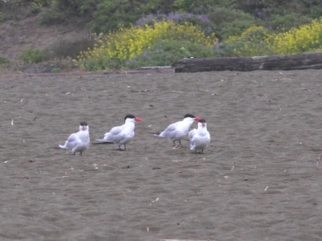 Caspian Tern - ML201663571