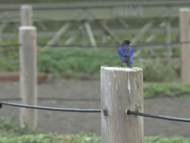 Western Bluebird - ML201663611