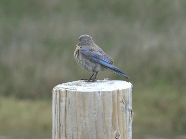 Western Bluebird - ML201663621