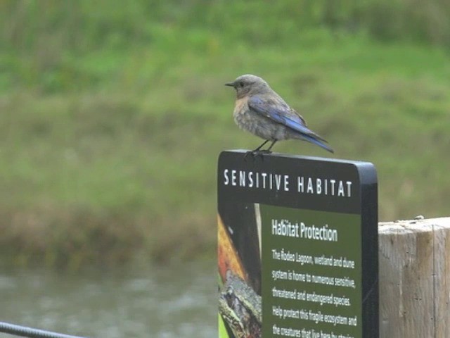 Western Bluebird - ML201663631