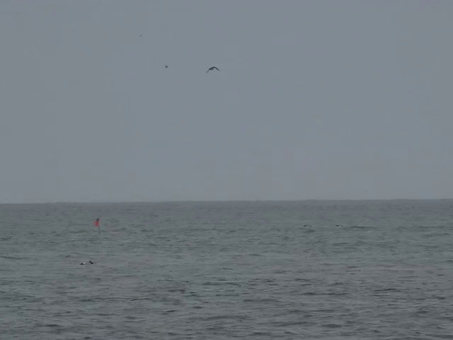 Common Murre - ML201663661