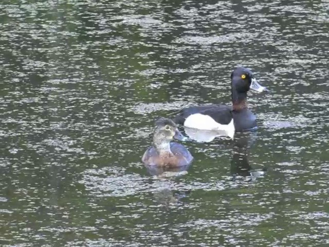 Ring-necked Duck - ML201663671