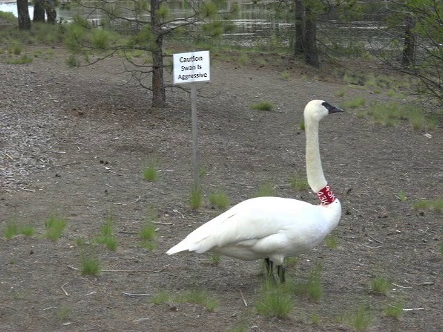 Trumpeter Swan - ML201663691