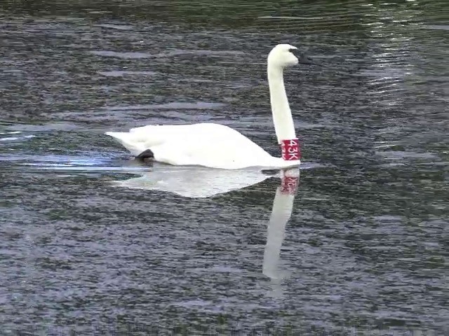 Trumpeter Swan - ML201663721