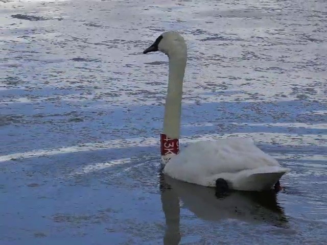 Trumpeter Swan - ML201663731