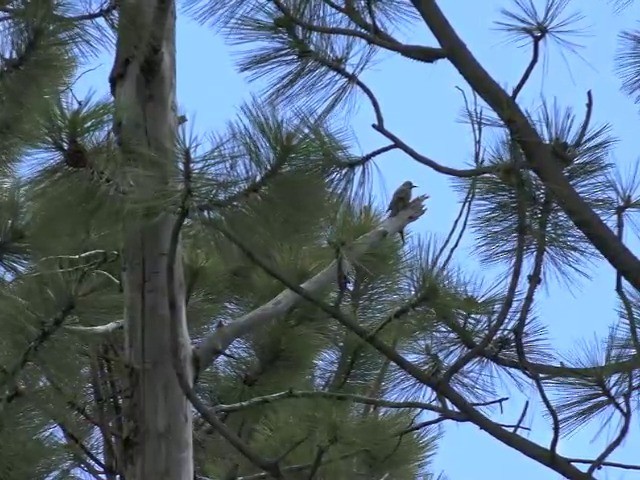 Williamson's Sapsucker - ML201663771