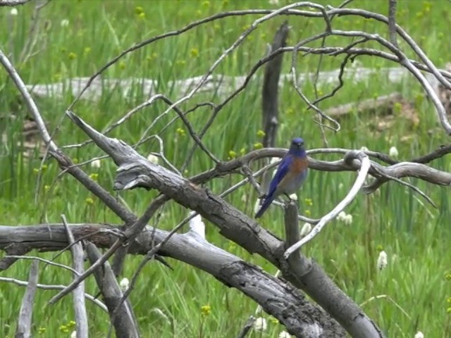 Western Bluebird - ML201663851