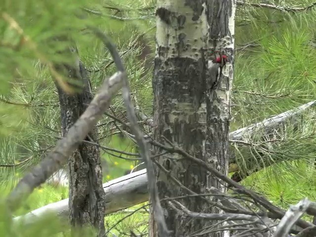 Red-naped Sapsucker - ML201663861