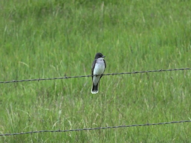 Eastern Kingbird - ML201663891