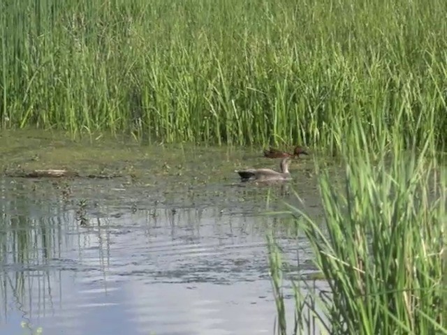 Cinnamon Teal - ML201663901