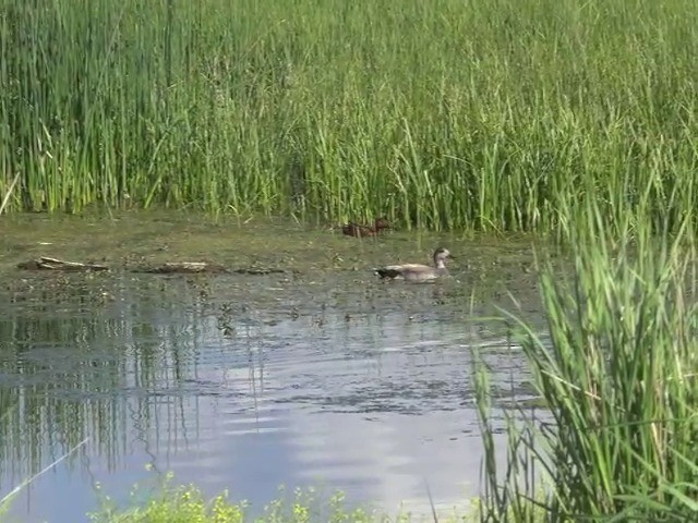 Gadwall - ML201663911