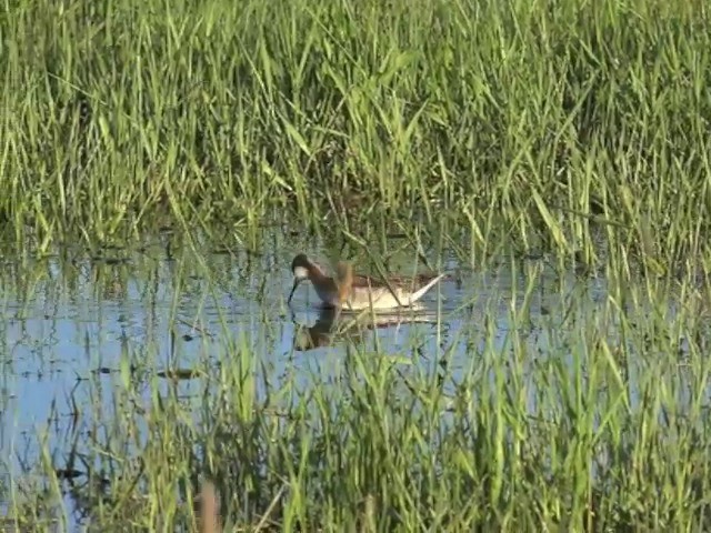 Wilson's Phalarope - ML201663941