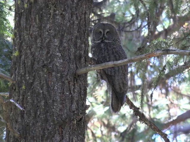 Great Gray Owl (American) - ML201664031