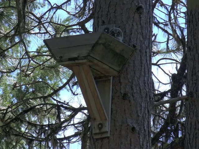 Great Gray Owl (American) - ML201664041