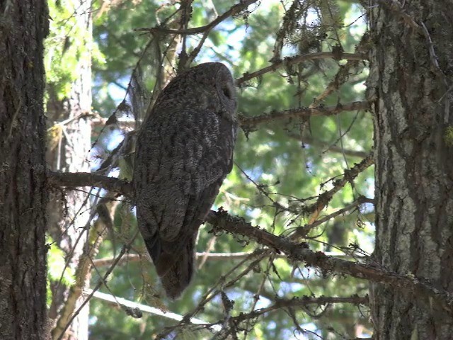 Great Gray Owl (American) - ML201664051