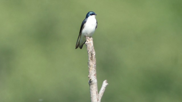 Golondrina Bicolor - ML201664111