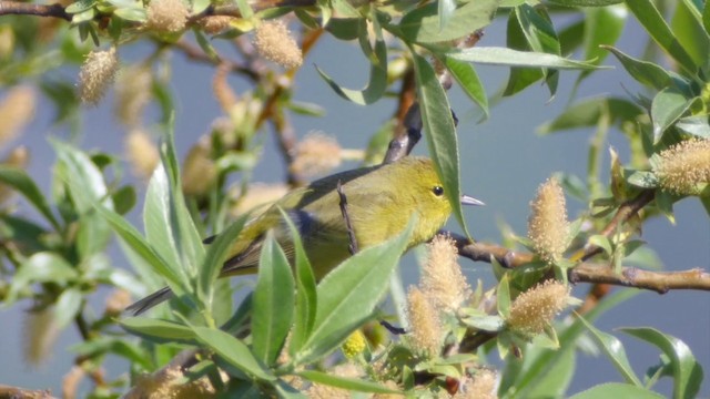 Orange-crowned Warbler (celata) - ML201664141