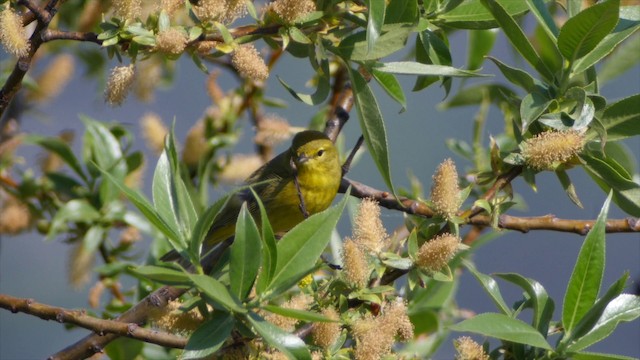 Orange-crowned Warbler (celata) - ML201664151