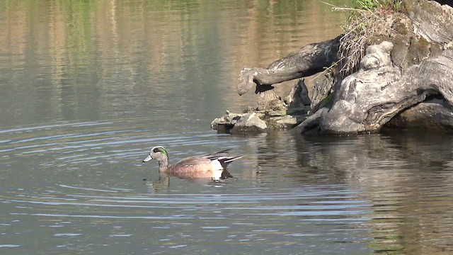 American Wigeon - ML201664231