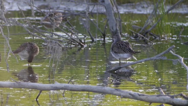 Lesser Yellowlegs - ML201664241