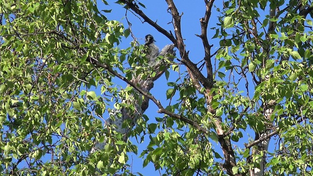 Amerika Üç Parmaklı Ağaçkakanı (fasciatus) - ML201664331