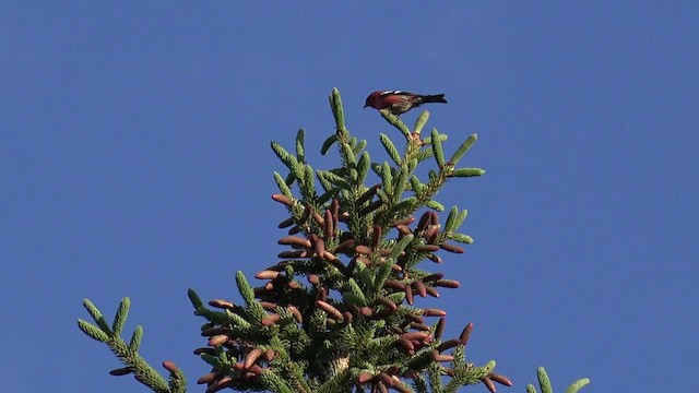 White-winged Crossbill (American) - ML201664351