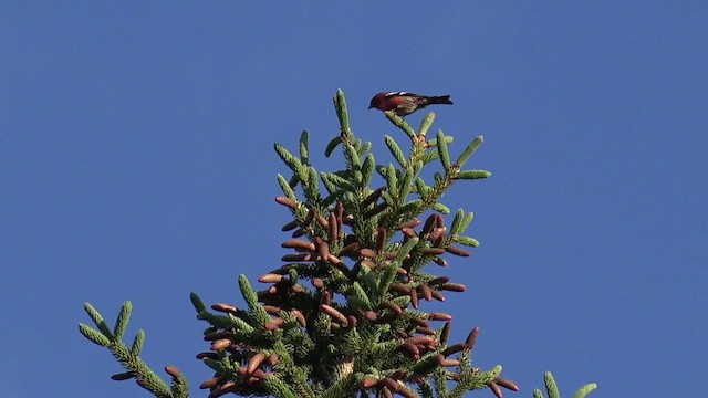 White-winged Crossbill (leucoptera) - ML201664351