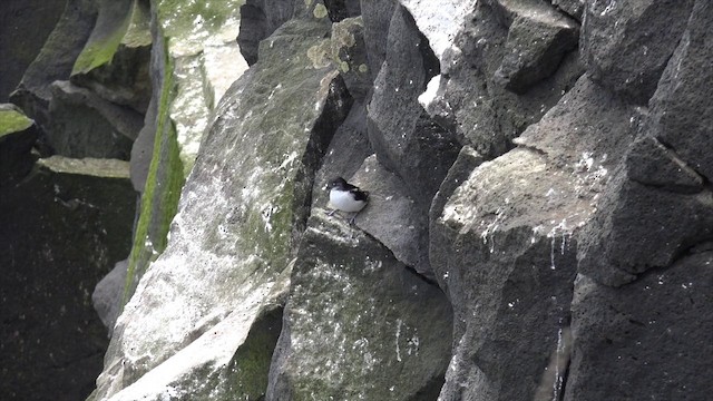 Least Auklet - ML201664551