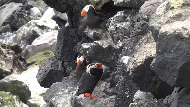 Tufted Puffin - ML201664561