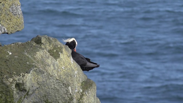 Tufted Puffin - ML201664581