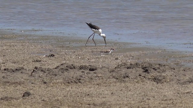 Black-fronted Dotterel - ML201664611