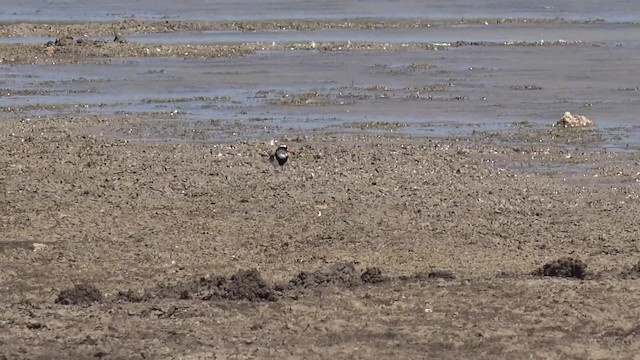 Black-fronted Dotterel - ML201664621