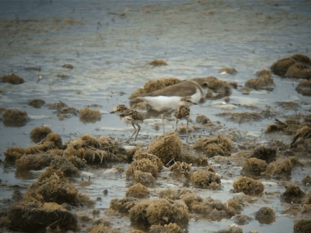 Javan Plover - ML201664651