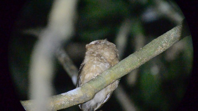 Reddish Scops-Owl - ML201664671