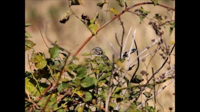 Lincoln's Sparrow - ML201664681