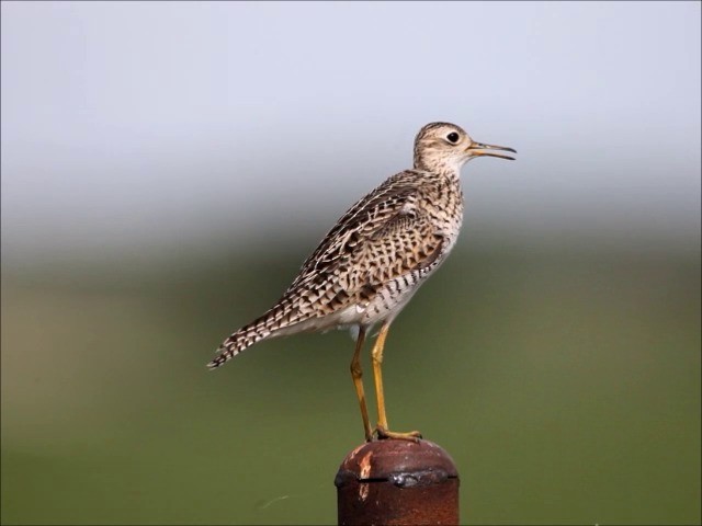 Upland Sandpiper - ML201664701