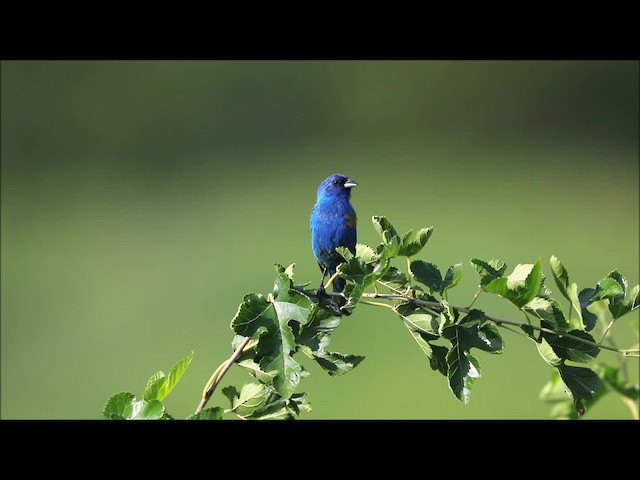 Passerin indigo - ML201664731