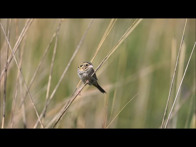 Henslow's Sparrow - ML201664741