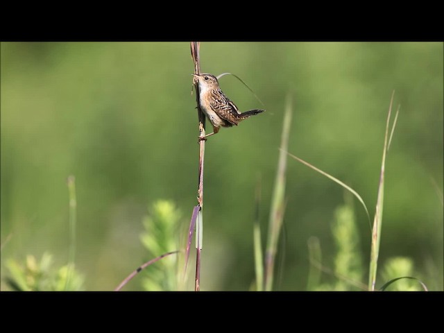 Sedge Wren - ML201664751