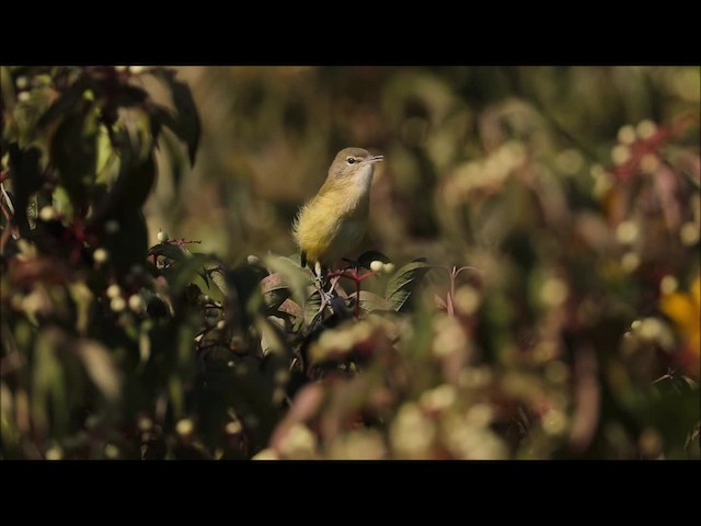 Bell's Vireo (Eastern) - ML201664761