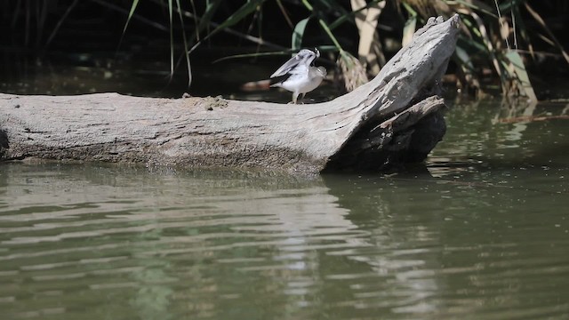 Spotted Sandpiper - ML201664791