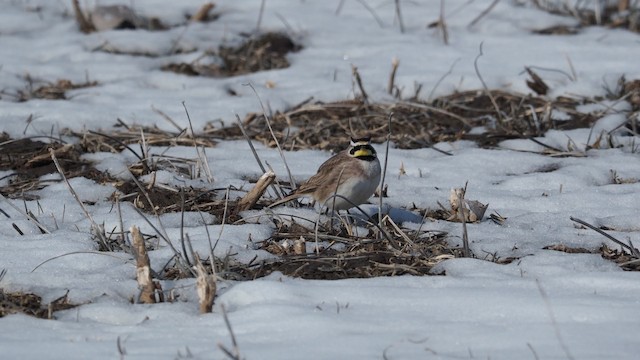 Horned Lark (Eastern dark Group) - ML201664801