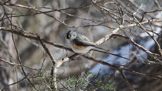 Tufted Titmouse - ML201664831